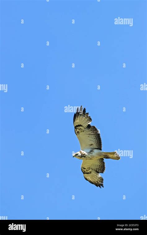 Common Buzzard in flight Stock Photo - Alamy