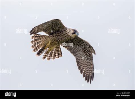 Peregrine Falcon Flying Stock Photo - Alamy