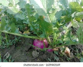 814 Brassica Campestris Images, Stock Photos & Vectors | Shutterstock