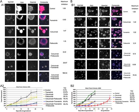 Synergistic Effect Of Inhibition Of Egfr And Mek Or Egfr And Cdk46 Download Scientific