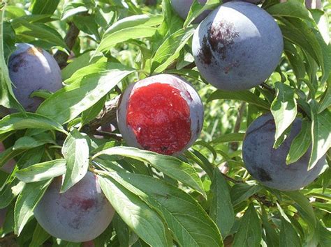 Слива Блек Даймонд (Black Diamond) - Агро Сад