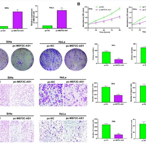 Overexpression Of Lncrna Mef C As Inhibited Cc Cell Proliferation