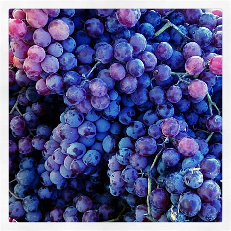 BENEFITS OF GRAPES - MegUnprocessed