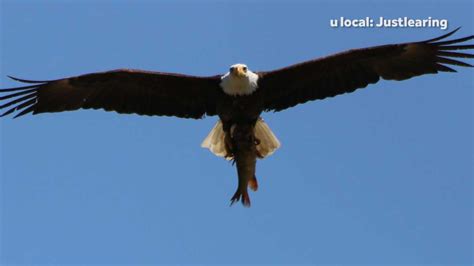 Sick bald eagle found along Pa. trail