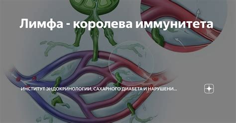 Лимфа - королева иммунитета | ИНСТИТУТ ЭНДОКРИНОЛОГИИ, САХАРНОГО ...