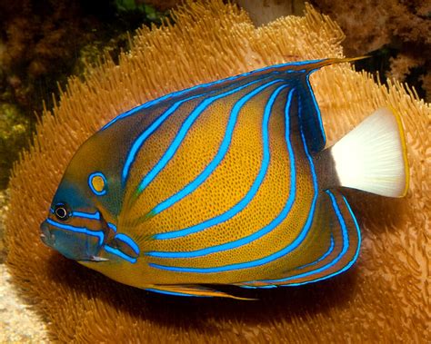 Le Poisson Ange Annelé Pomacanthus Annularis Poissons Marins Vie