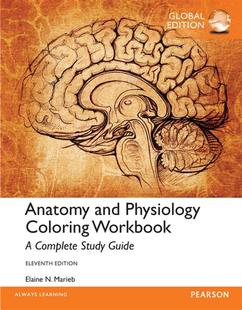 Pearson Education Anatomy And Physiology Coloring Workbook A