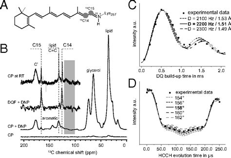 Enlightening The Photoactive Site Of Channelrhodopsin 2 By DNP Enhanced