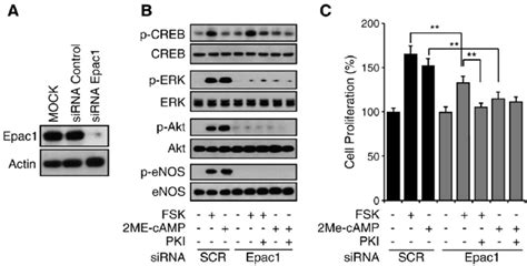 Epac1 Knockdown Inhibited Forskolin Induced Erk And Aktenos Pathways Download Scientific