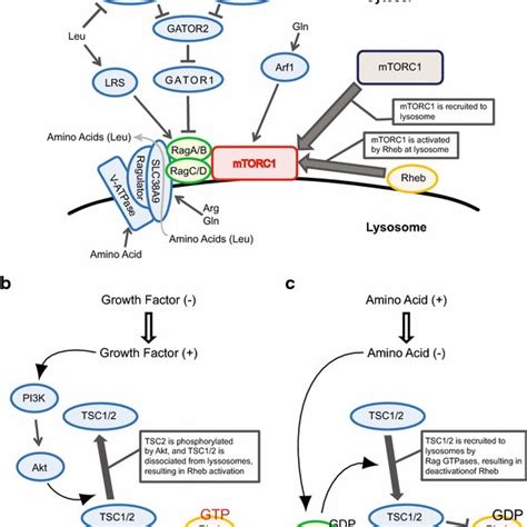 Amino Acid And Growth Factor Induced MTORC1 Activation A The