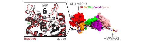 Full article: Molecular interplay of ADAMTS13-MDTCS and von willebrand ...