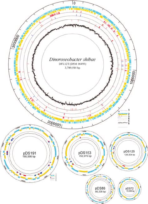 Circular Representation Of The Chromosome And Plasmids Of D Shibae