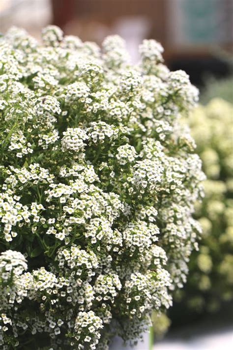 15 Best White Flowers For Your Garden White Flowering Shrubs