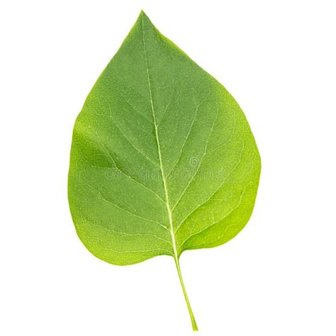 A Single Fresh Green Leaf for Decoration Stock Photo - Image of branch ...