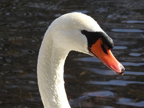 Swan Burung Angsa Foto Gratis Di Pixabay Pixabay