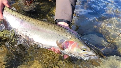 Catching Winter Steelhead Youtube