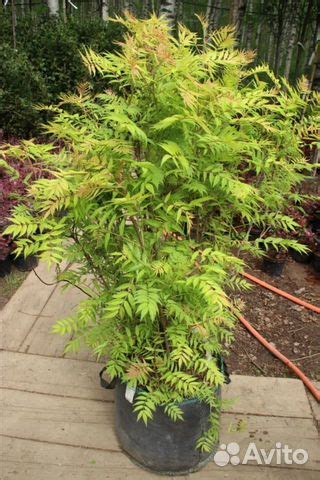 Рябинник рябинолистный Сэм (параметры разные) опт купить в Москве ...