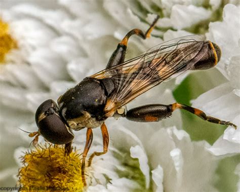 A Small Naked Fly Syritta Pipiens BugGuide Net