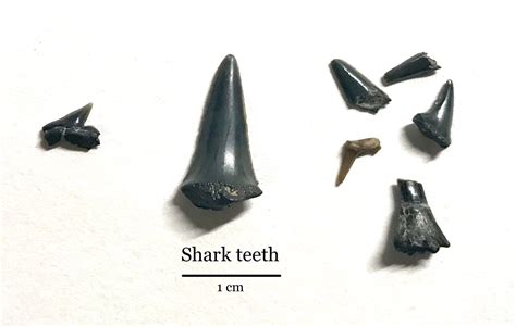 Shark teeth (and sawfish) - Members Gallery - The Fossil Forum