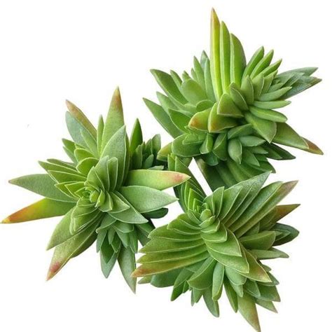 Healthy Succulent Crassula Red Pagoda Shark Tooth Plant Fully Rooted In 2 Inch Size Walmart