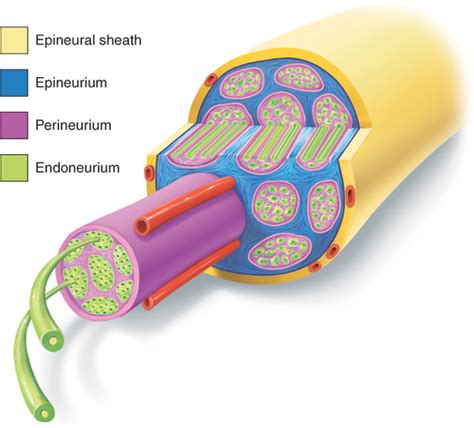 Digital Nerve Repair Musculoskeletal Key