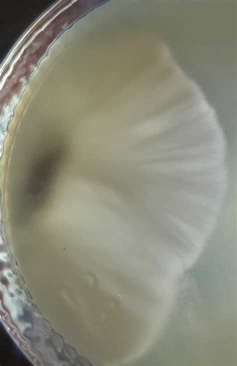 drying   grains  parchment paper mushroom cultivation shroomery message board