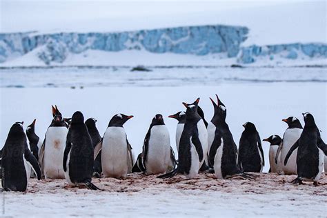 «A Waddle Of Penguins In Antarctica» del colaborador de Stocksy «Mark ...