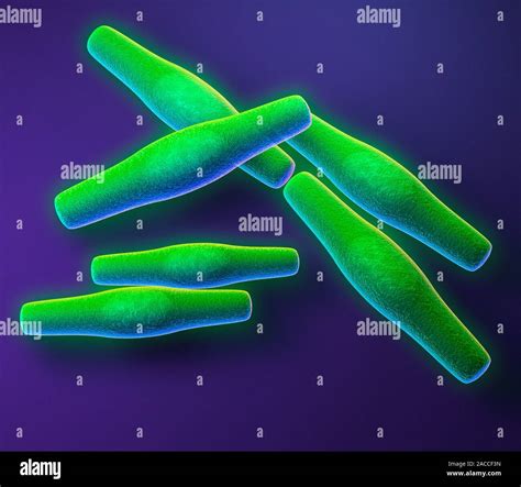 Anthrax Bacteria Computer Artwork Of Bacillus Anthracis Bacteria The