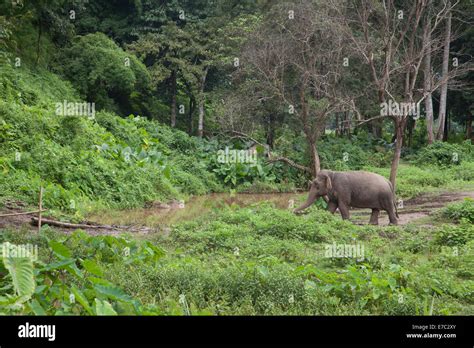 Asian elephant in its habitat in Thailand Stock Photo - Alamy