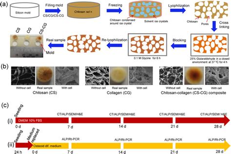 A Schematics Representation Of Step By Step Fabrication Of Porous