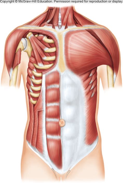 Anatomy Physiology Lab Exam Muscles Of The Abdominal Wall Diagram