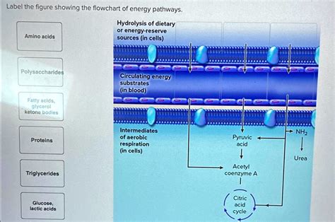 Solved Label The Figure Showing The Flowchai Amino Acids Fatty Acids Glycerol Ketone Bodles