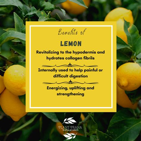 The Benefits of Lemon - Plant Prana Essential Oils