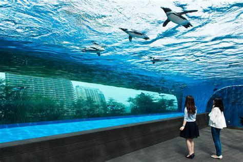 4 BEST Aquariums in central Tokyo, Japan – Traveling Tokyo with Kids