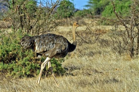 Five Birds You'll Only See on Safari - Micato Safaris