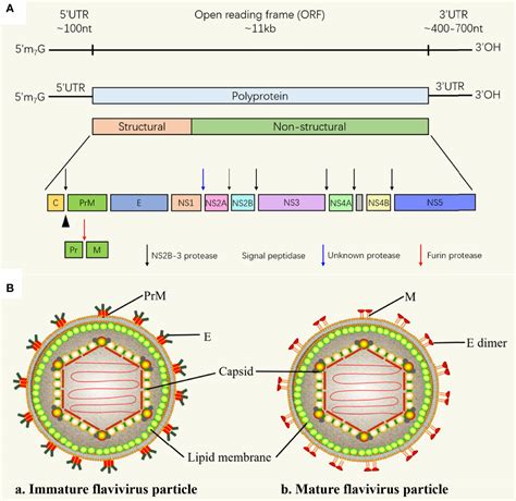 Frontiers Flaviviruses Innate Immunity Inflammasome Activation