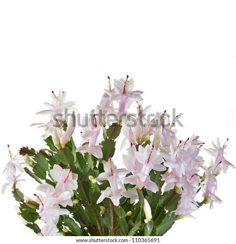 164 Zygo Cactus Flower Images, Stock Photos & Vectors | Shutterstock