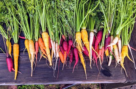 This year's carrot harvest. : gardening