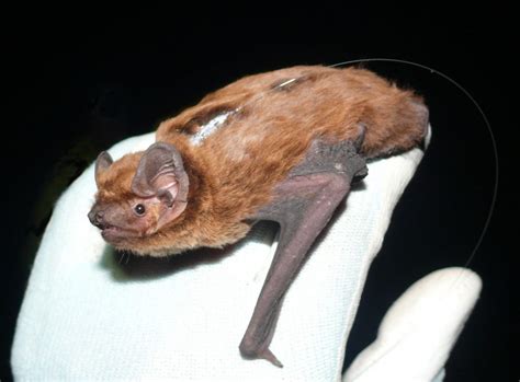 Galloway Forests Home to Rare Bat Roost