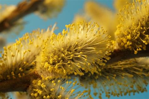 Pussy Willow Flower Yellow Spring Free Stock Photo Public Domain Pictures