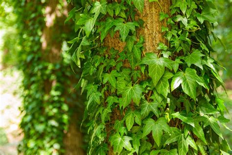 A Tree Covered In Green Leaves Next To A Forest