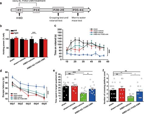 Pharmacological Inhibition Of Caspase By Ac Yvad Cmk Prevents