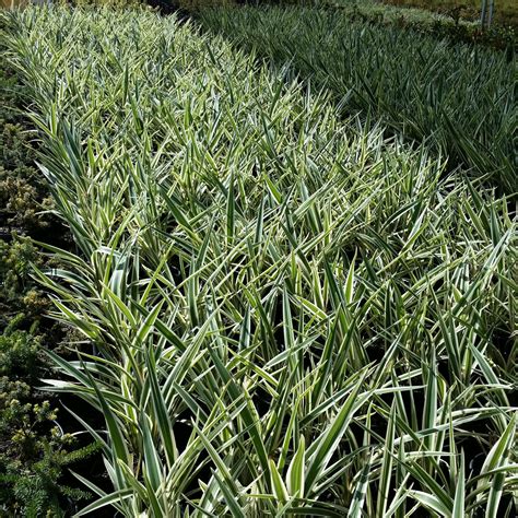 Dianella Tasmanica Variegata Flax Lily Mid Valley Trees