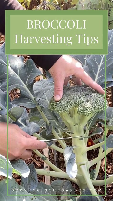 How To Grow Broccoli Broccoli Harvesting Tips Backyard Vegetable