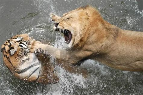 Tiger vs Lion Who Would Win - Zooologist