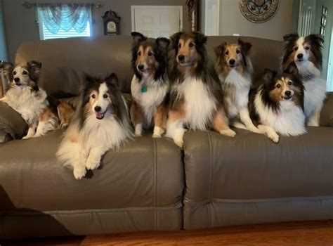 Home | Kansas City Sheltie Rescue