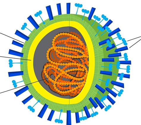 Virus Cell Diagram Quizlet