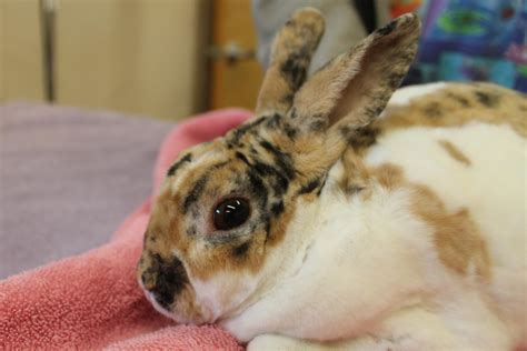 Most Common Rabbit Diseases Explained