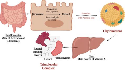 Vitamin A Biosynthesis And Activation This Figure Represents A