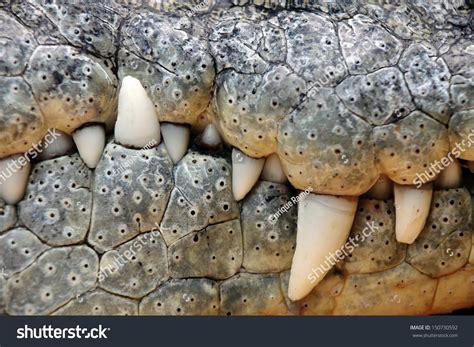 38,938 Alligator Crocodile Teeth Images, Stock Photos & Vectors ...